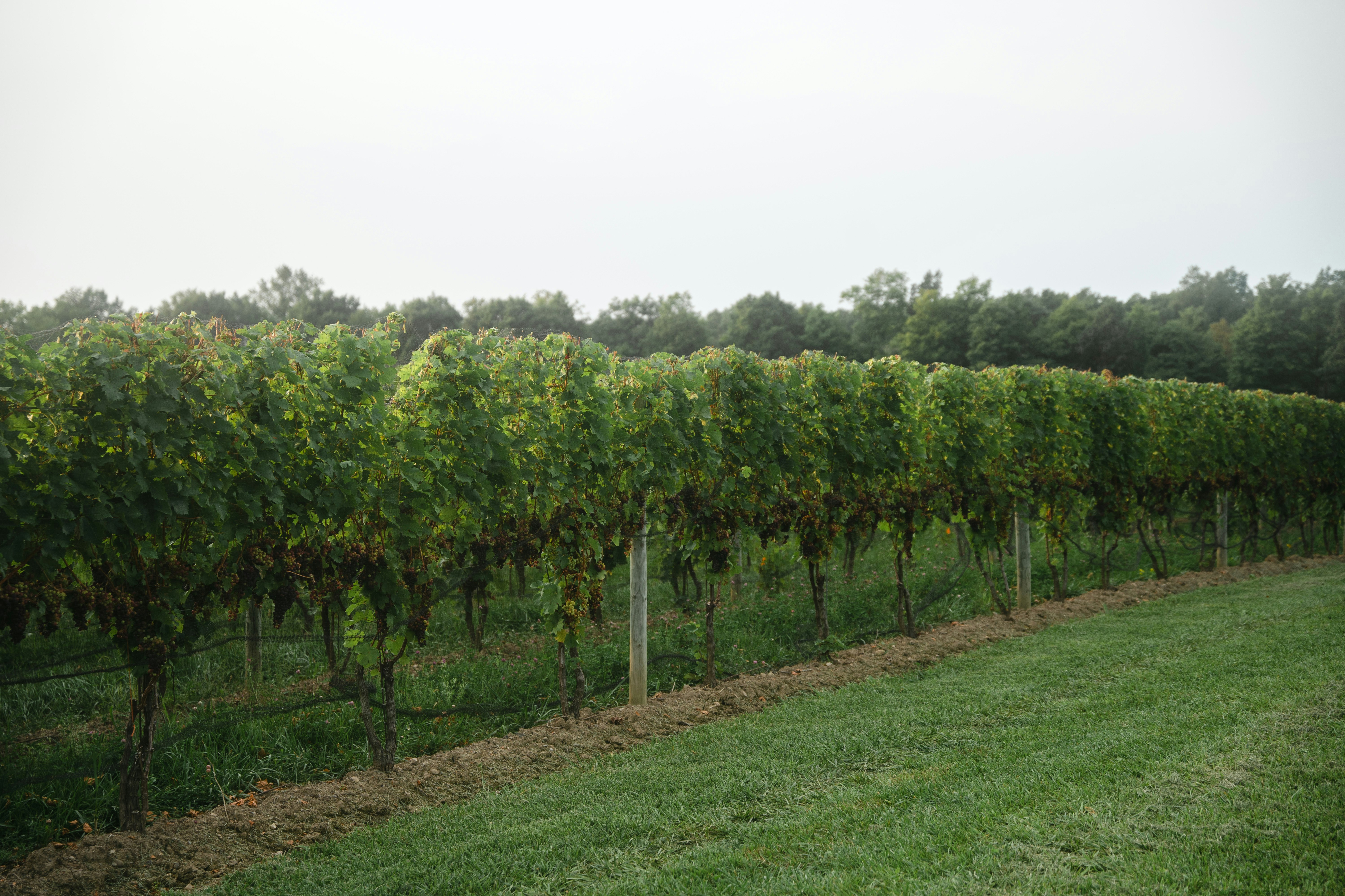 green grass field with trees